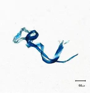 Blue Fibre - Foreign Matter Analysis at Resolian Analytical Sciences