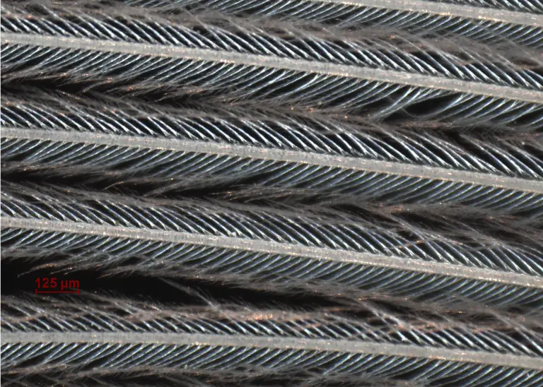 Light Microscopy 5