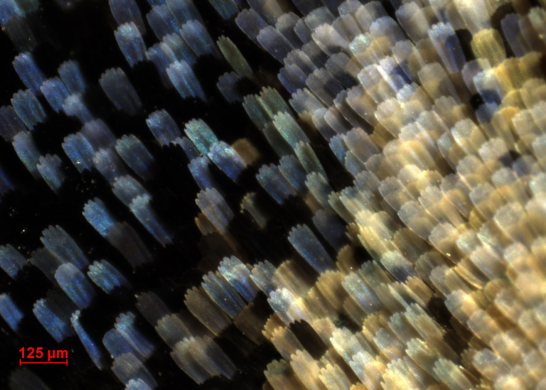 Correlative Light Microscopy and SEM Case Study - Resolian Analytical Sciences