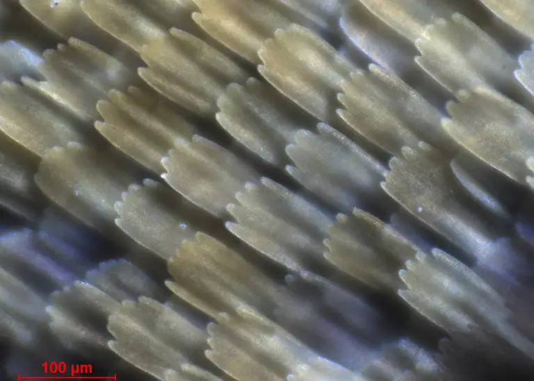 Correlative Light Microscopy and SEM Case Study - Resolian Analytical Sciences