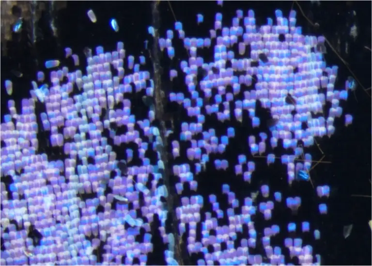 Correlative Light Microscopy and SEM Case Study - Resolian Analytical Sciences