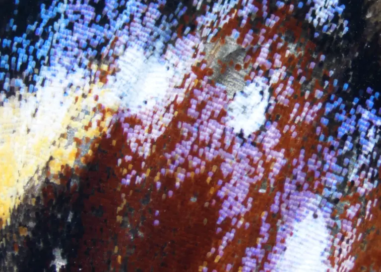Light microscopy-scale arrangement and colour pattern in closer view