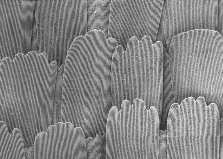 Correlative Light Microscopy and SEM Case Study - Resolian Analytical Sciences
