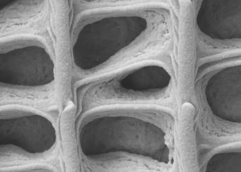 SEM, low magnification-overlapping scale structure. Microscopy Resolian Analytical Sciences