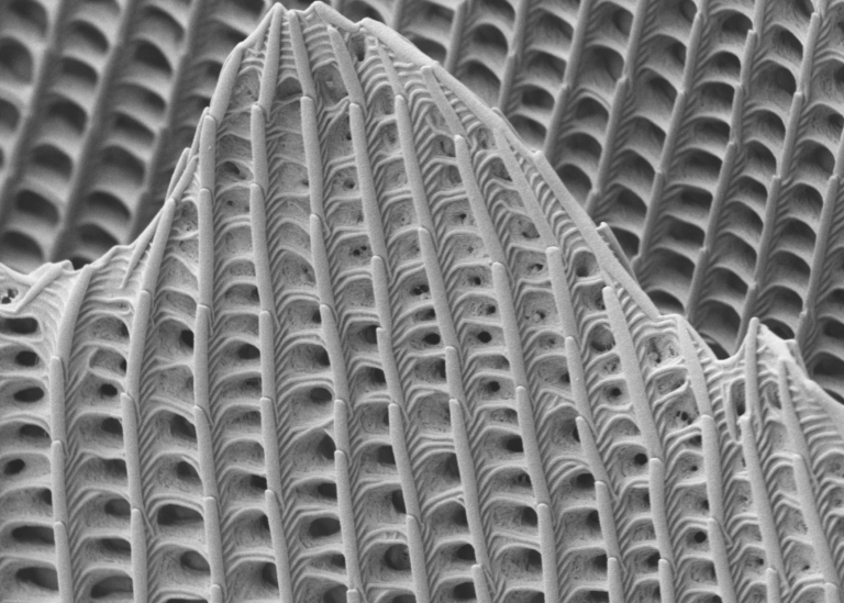 Correlative Light Microscopy and SEM Case Study - Resolian Analytical Sciences