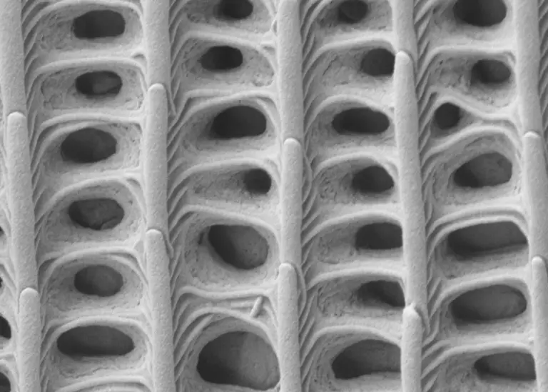 Correlative Light Microscopy and SEM Case Study - Resolian Analytical Sciences