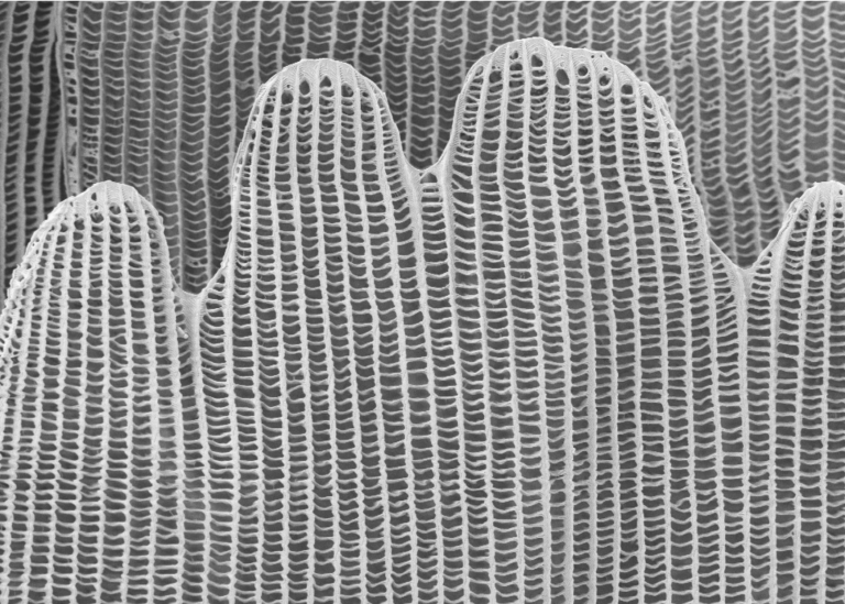 Correlative Light Microscopy and SEM Case Study - Resolian Analytical Sciences