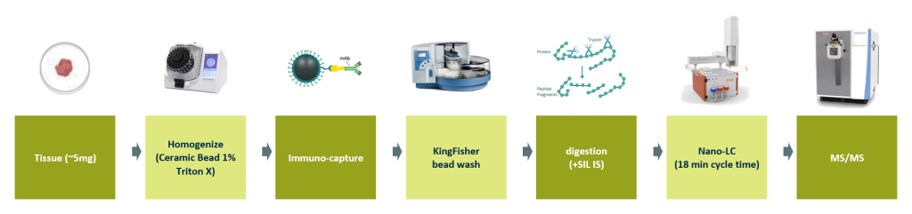 Immunocapture nano-LC-MS/MS workflow for STAT6 quantitation