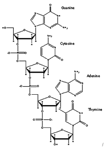 Small interfering RNA (siRNA) therapeutics