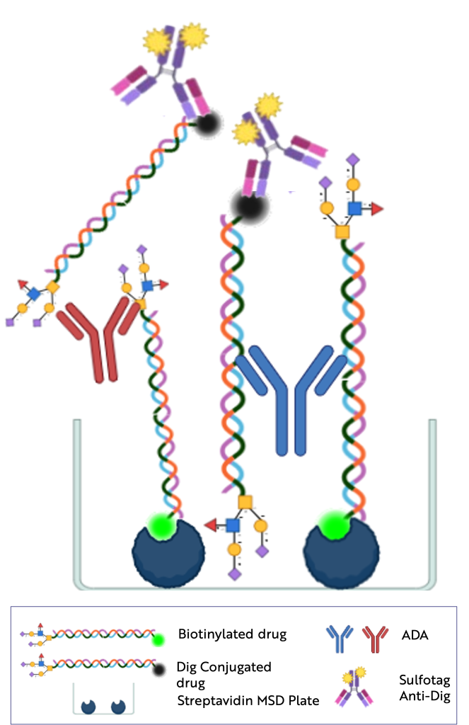 The electrochemiluminescent MSD method | Resolian Bioanalytics | Immunogenicity Case Study