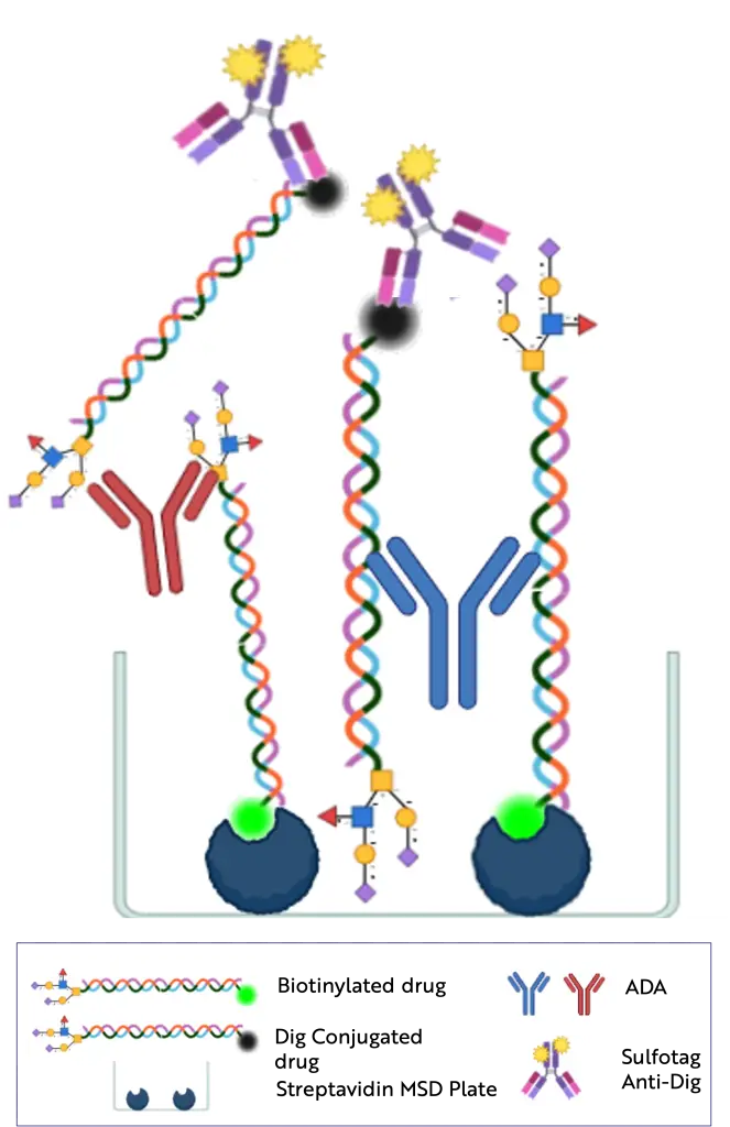 The electrochemiluminescent MSD method | Resolian Bioanalytics | Immunogenicity Case Study